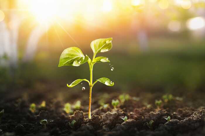 A small plant emerging from the soil A small plant emerging from the soil